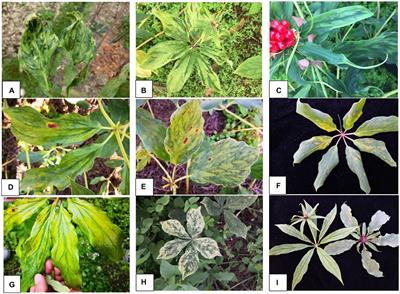 High-throughput sequencing reveals the presence of novel and known viruses in diseased Paris yunnanensis